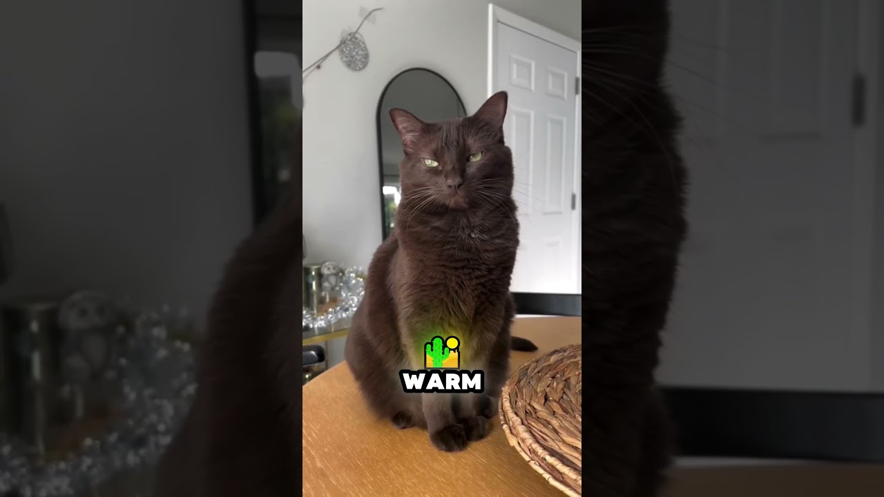 Cutest Cat Breeds!😻💖  #shorts #catsoftiktok #catsofinstagram