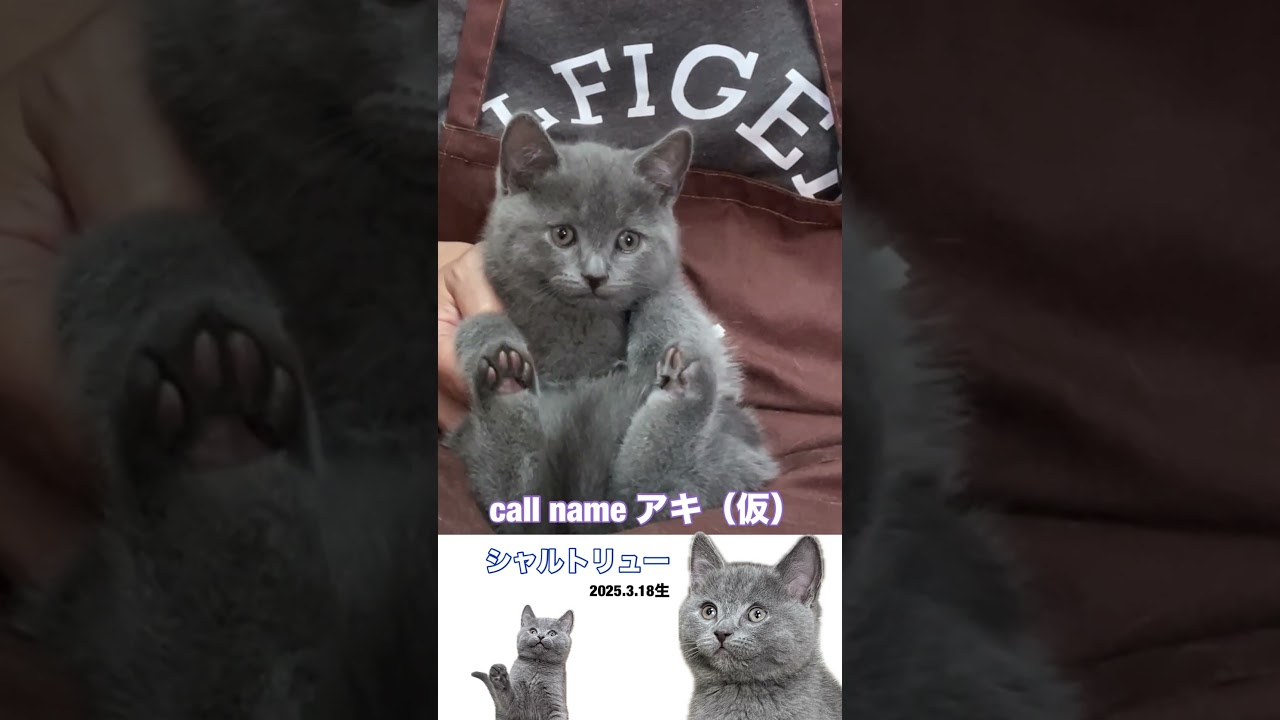 #shorts 【シャルトリュー子猫】2025.3.18生まれの男の子のご紹介です #シャルトリュー #猫好きさんと繋がりたい
