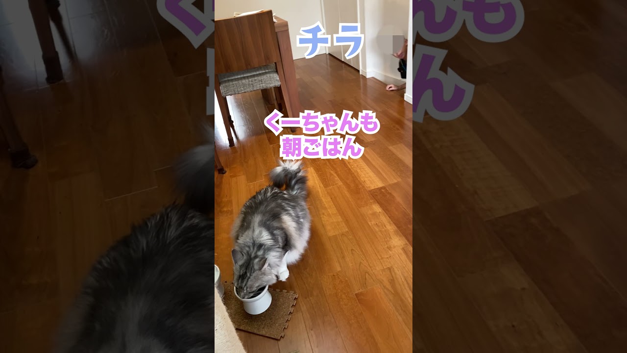 朝、学校へ行く少年を見送ってからゆっくりと朝ごはんを食べる大型猫#メインクーン#shorts