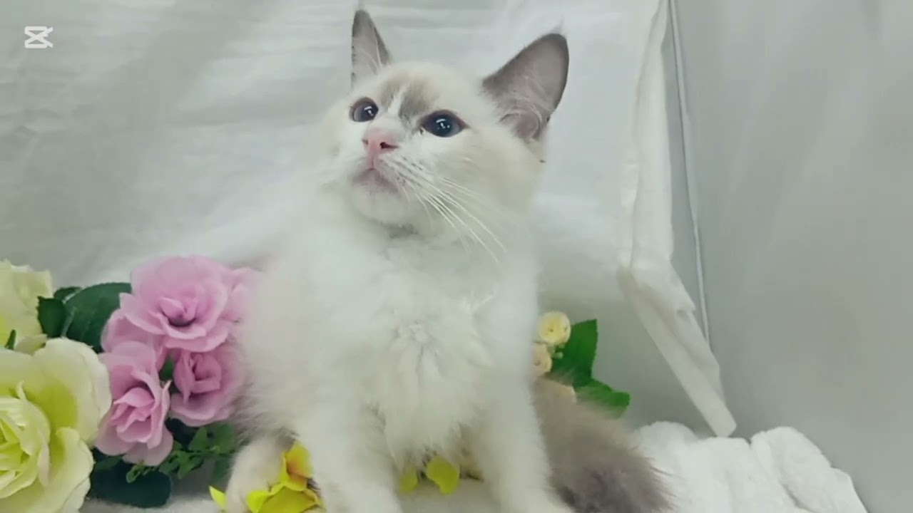 ラグドール子猫販売中/宮城県内ペット販売店/石巻市/女川町