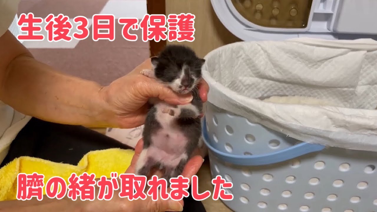 生後3日目の衰弱していた子猫は、体重が2倍になりました