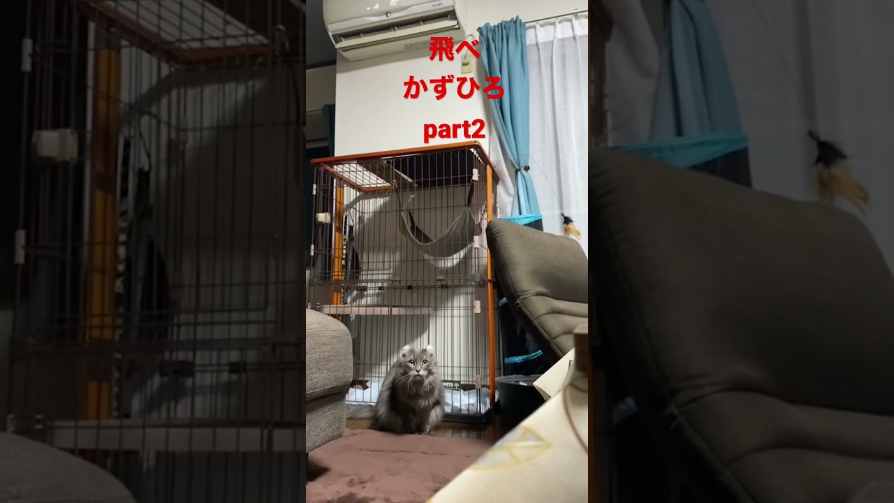 跳躍力か凄すぎるアメリカンカール#猫 #kitty #instacat #instacat_meows #catstagram #catoftheday #meow #shorts