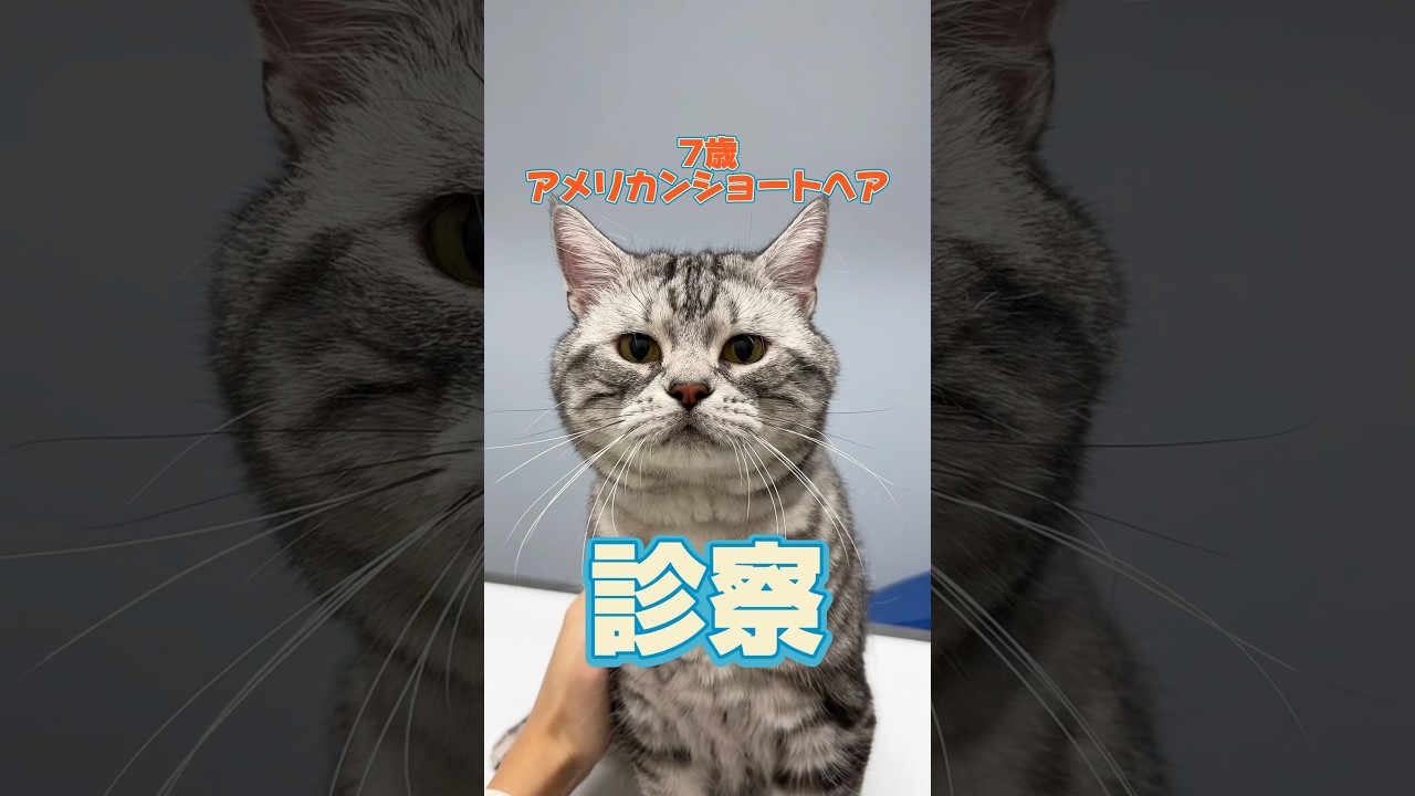 何度も嘔吐して元気がない7歳のアメリカンショートヘアが動物病院にやってきた！