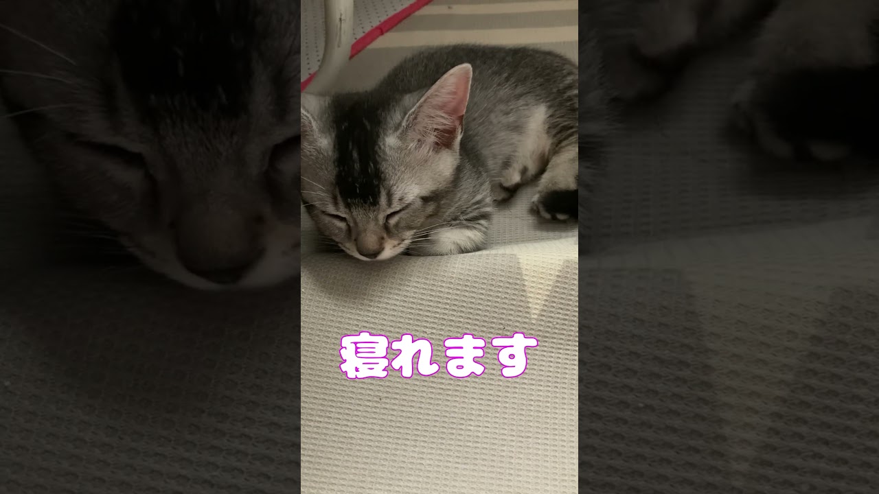 子猫4兄妹のお昼寝 #ねこがいる生活 #親子猫 #猫の赤ちゃん #shorts