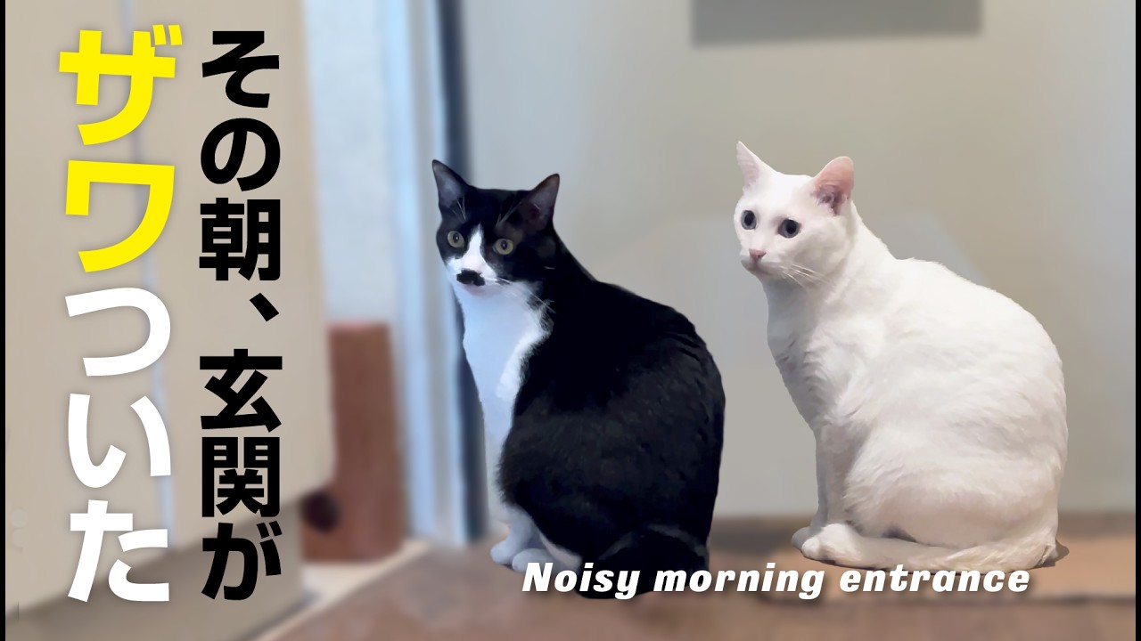 【猫がいる暮らし】前夜の話し合いの末、朝早く妻が出て行った【You can use subtitles】