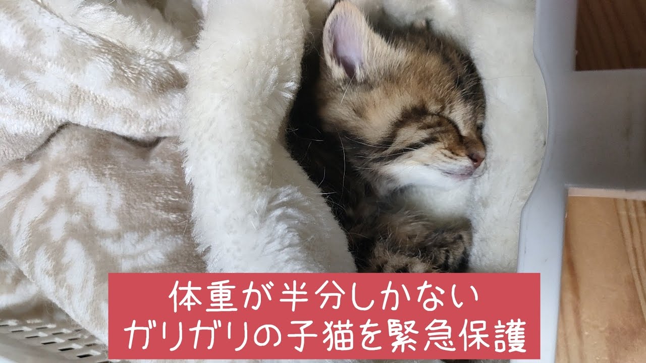 【子猫保護】体重が半分しかない！！ガリガリの子猫を用水路から救出！