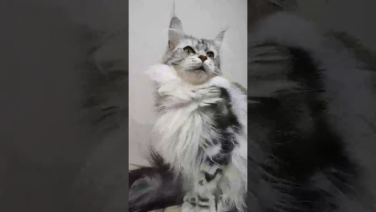 メインクーンシルバーのモニカ王女です♥＃メインクーン＃ブリーダー＃オノクーン＃東京