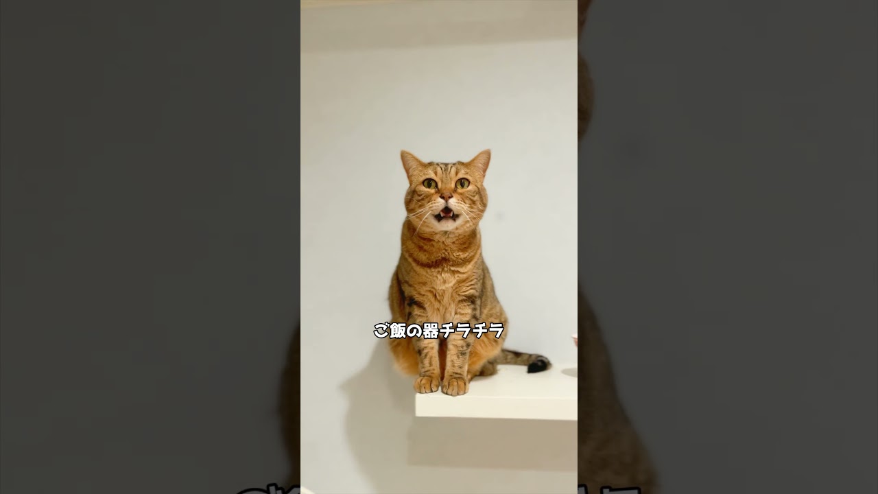 あれ？くりんの声こんなに高かった？ #ベンガル  #cat #猫のいる暮らし #ラガマフィン #猫好きさんと繋がりたい
