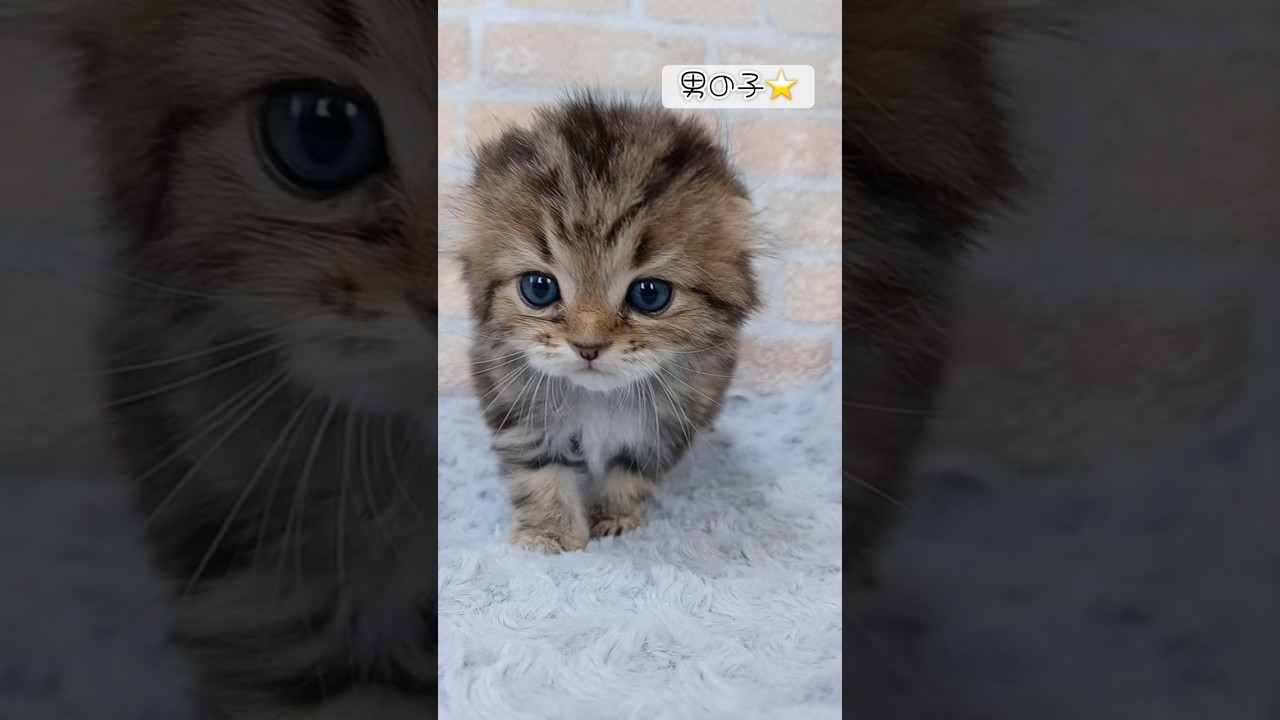 めちゃくちゃ可愛いスコティッシュフォールド仔猫／ご家族様募集中です