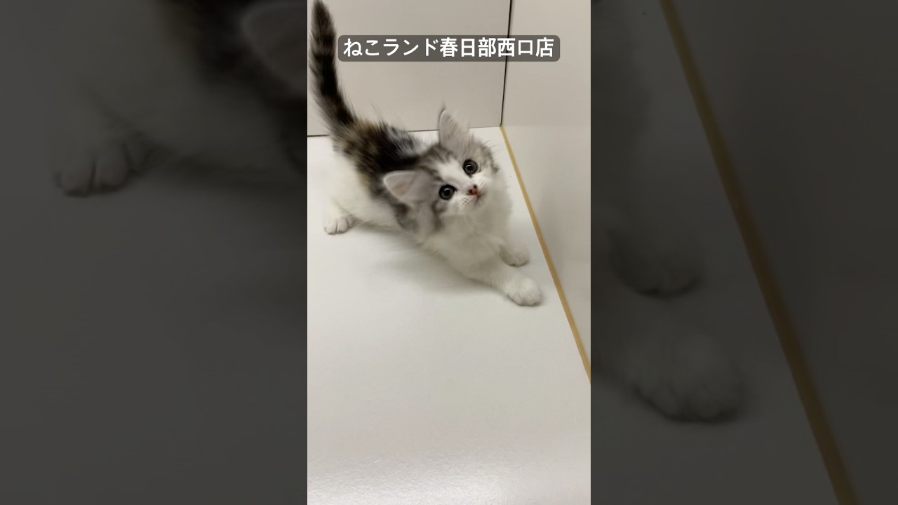 【子猫販売】#サイベリアン #三毛猫 #ねこ動画 #ねこランド #春日部