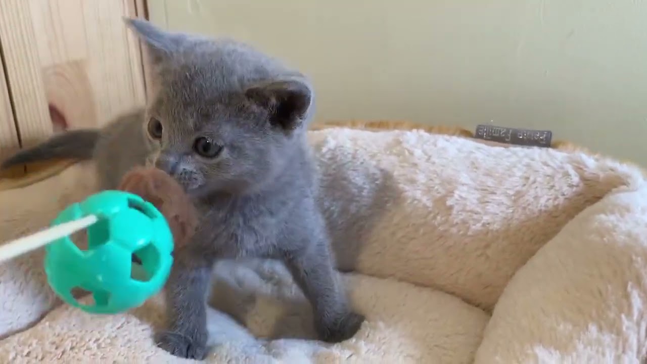 ロシアンブルー 6兄弟のよちよちBABYくん🐱💙