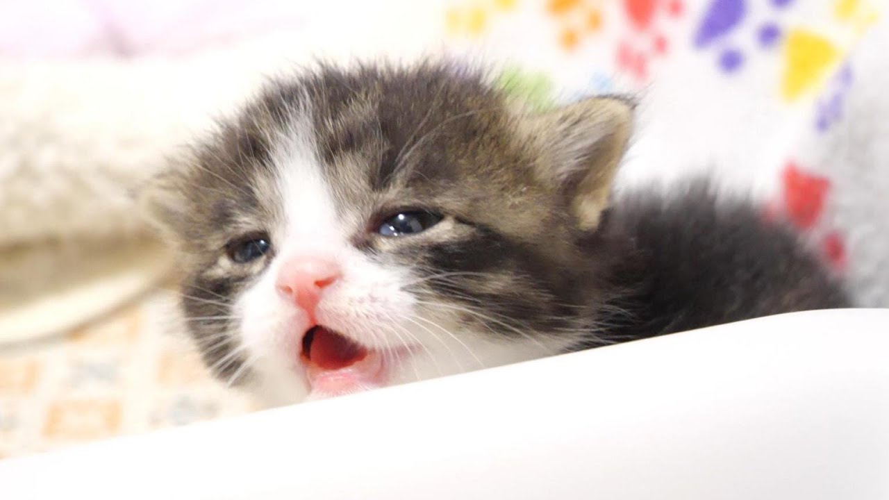 早くミルクを飲ませてよとママを急かす子猫さん、ミルクを冷ます時間だけ待って下さいね。【赤ちゃん猫　保護猫】