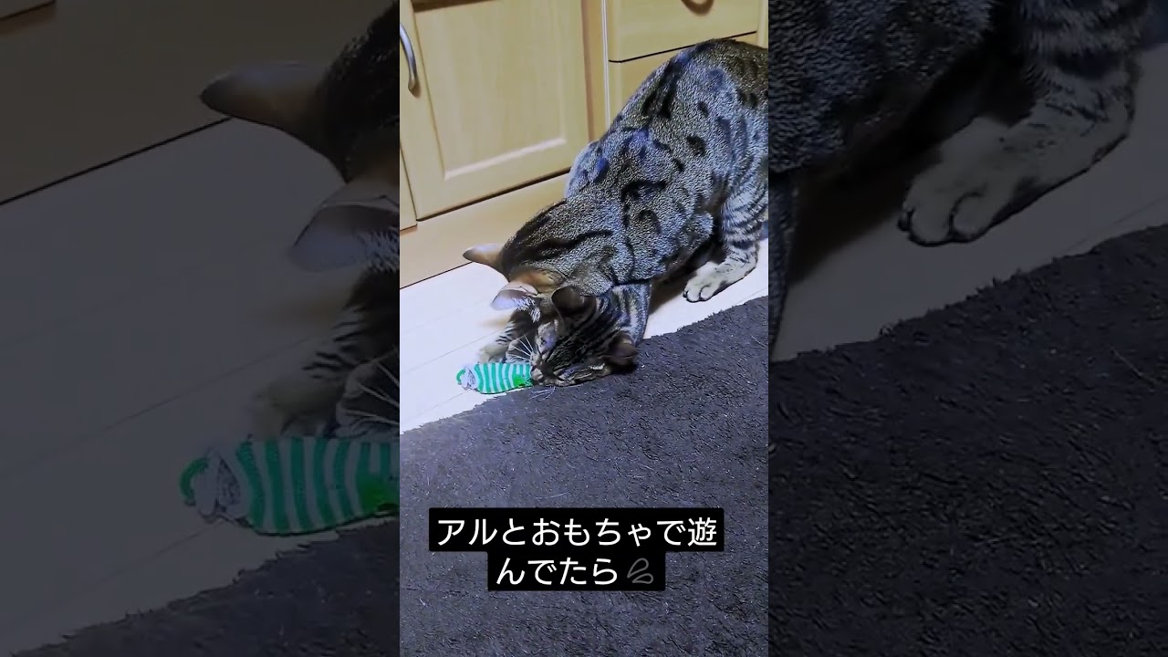 ベンガル猫　ベガとアル😄 #かわいい猫 #ベンガル #bengalcat #cat #喧嘩 #けんか #バトル #鳴き声