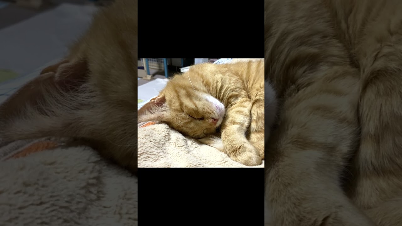夢の中で、もぐもぐしてる？ Is Tsukimi eating, in her dream? #shorts