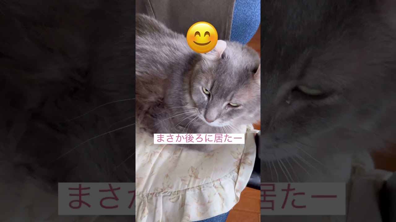 まさかの後ろに #ねこ動画 #かわいい猫 #アメリカンカール