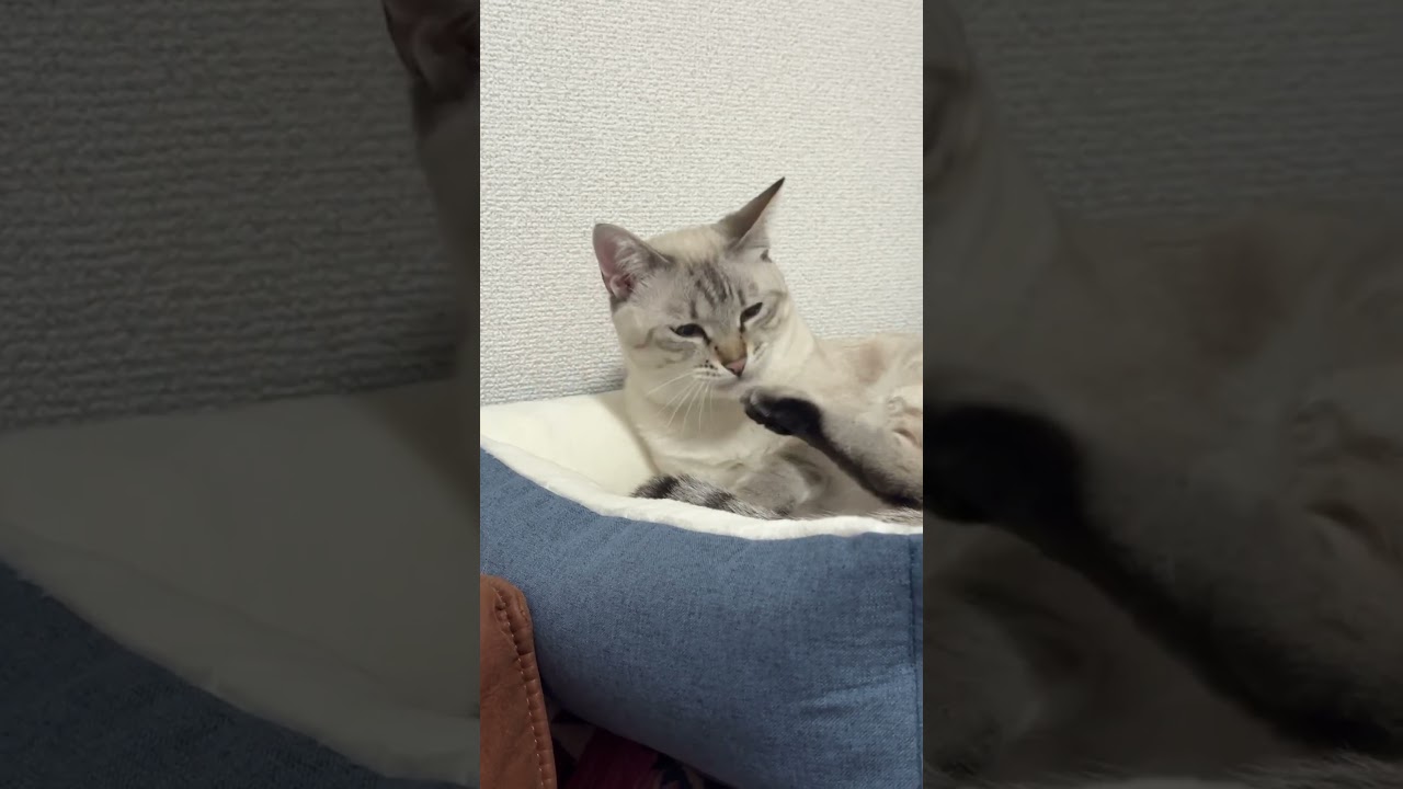 足をキレイキレイする時間　#シャムトラ #元保護猫 #シャムミックス  #cat #猫耳 #kitten  #猫耳 #siamesemix