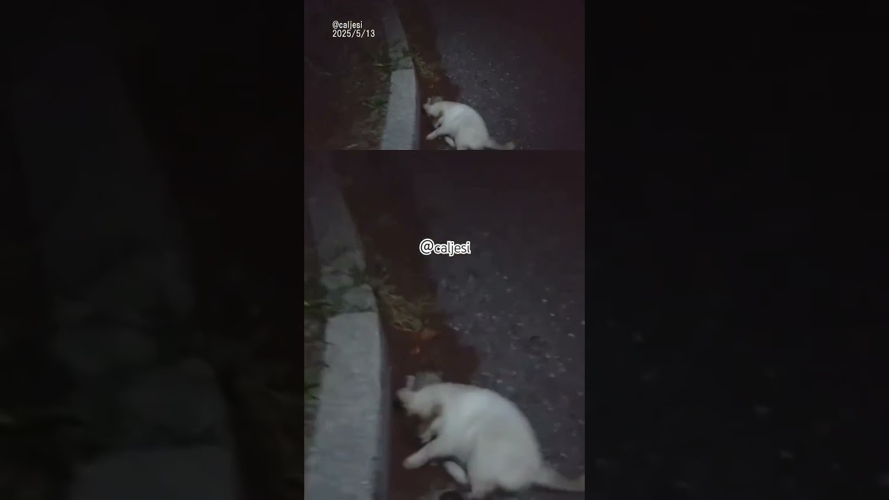 250513 シャム猫風味くん。 #cat #ネコ #野良猫 #cute #癒し #ねこ #地域猫 #さくら猫 #猫