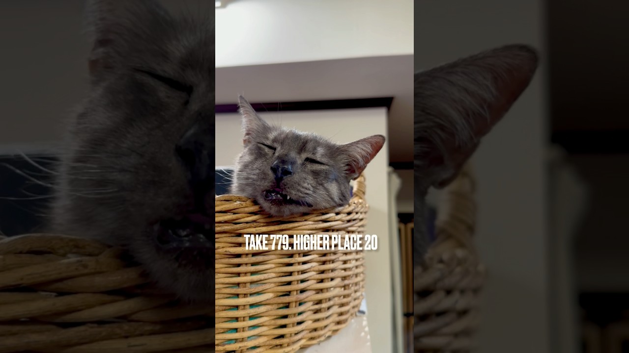 #あけびかご で気持ちよく #爆睡中 撮られてたにゃ❗️#egyptianmaucat #眠りねこ #sleepingcats #エジプシャンマウ #エジプシャンマウスモーク #shorts