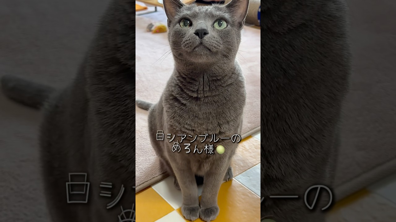 【ロシアンブルー】今朝のめろんの訴えは⁇🤭【猫】#shorts