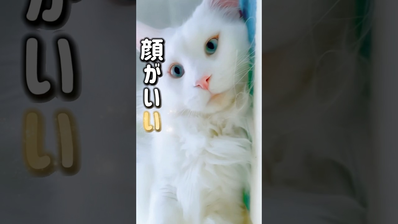 ボクって最強にゃん？#shorts #メインクーン #cat