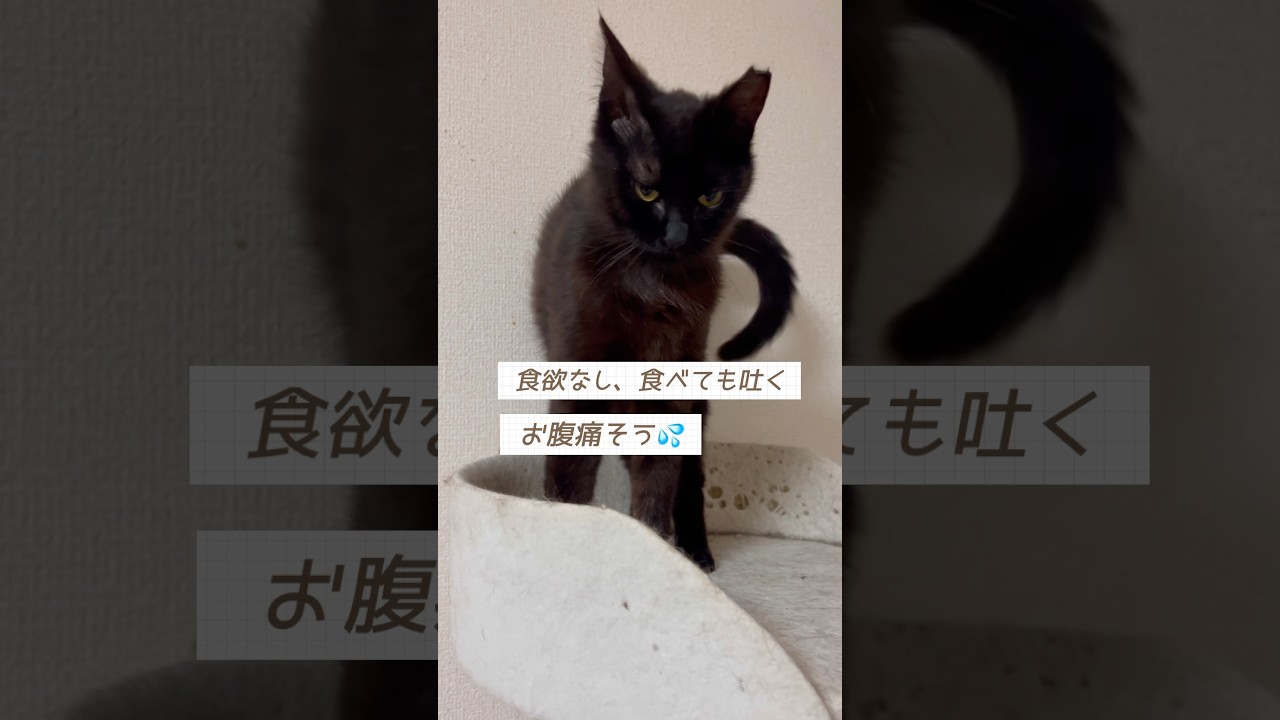 【子猫避妊手術】①黒猫あんこ、術後大変だった(全③回) #shorts #保護子猫