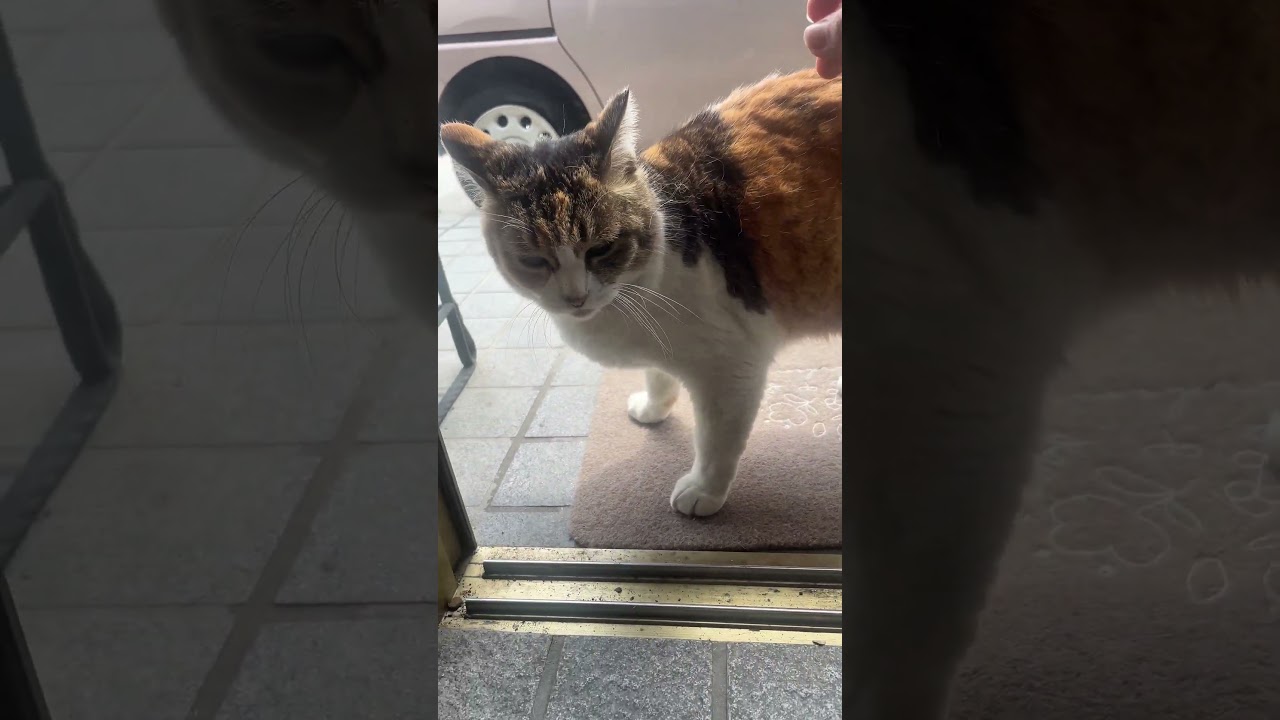 忙しい母猫と甘えたい子猫（成猫）#地域猫 #保護猫 #猫のいる暮らし #cat #ネコ