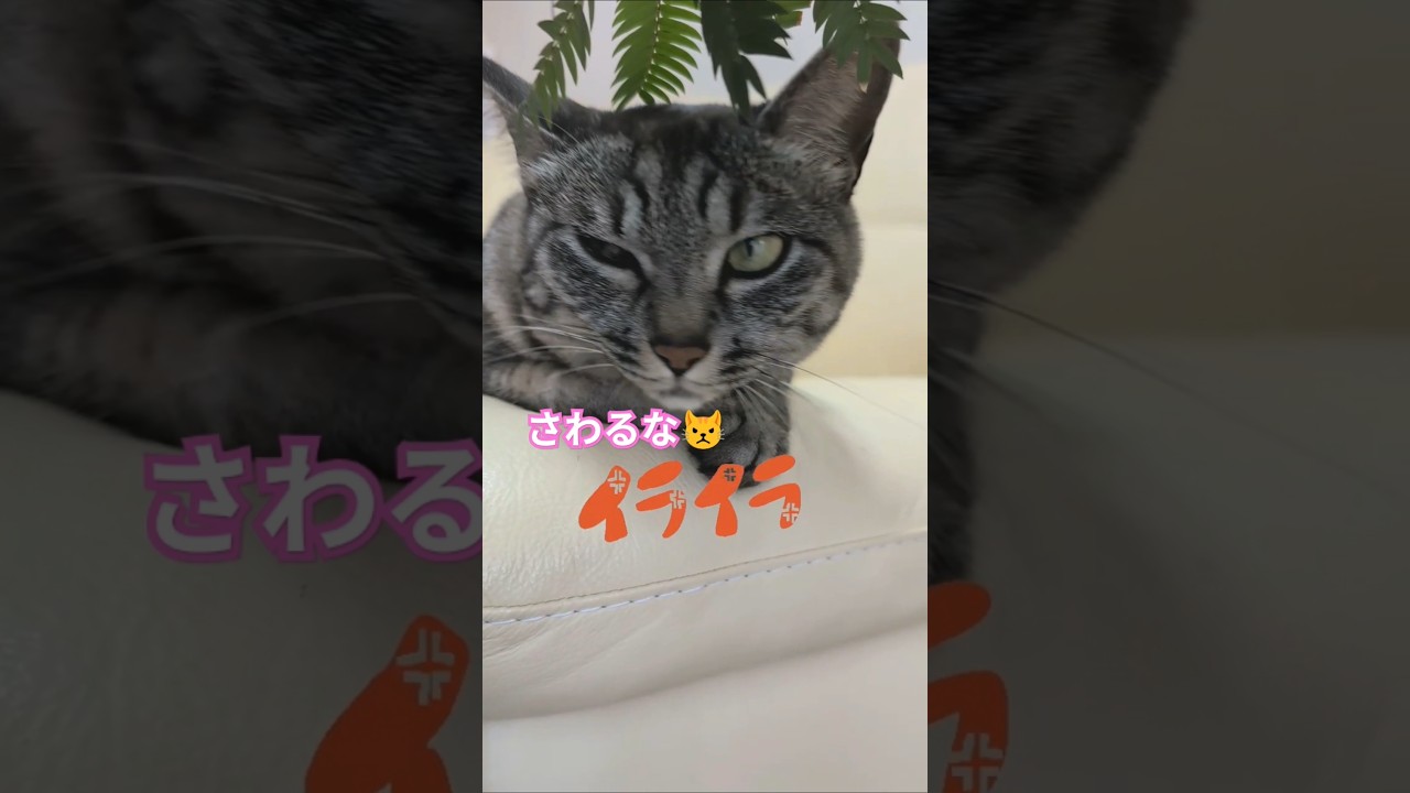 イ・イ・イライラ💢【幸のスズ】#shorts  #ねこ  #cat  #猫のいる暮らし #kitten  #保護猫  #おもしろ #かわいい猫  #子猫
