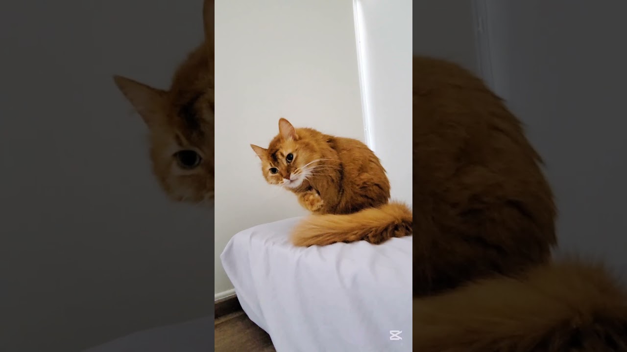 突然何かを思い出す猫 #ソマリ #キジトラ #保護猫 #しぴこめ #しぴこめしゃんねる #ねこ #腎不全 #腎臓病 #尿路結石 #ソマリレッド #猫の暮らし