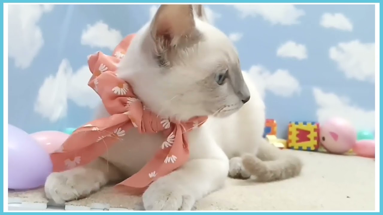 710828 トンキニーズ