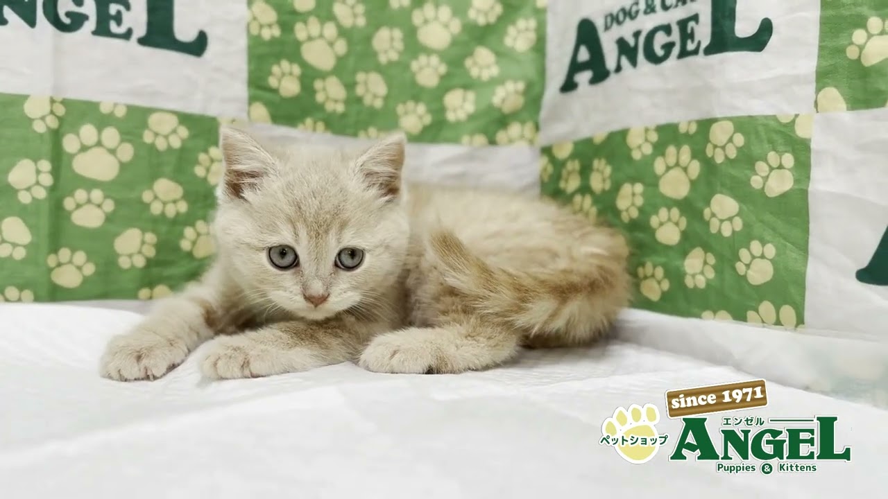 スコティッシュフォールド 2505071 【ペットショップエンゼル　子犬・子猫販売】