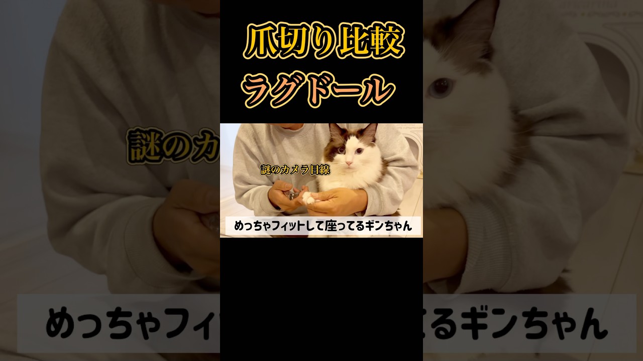【猫動画】ラグドールとアメリカンショートヘアの爪切り比較😈#shorts #猫 #cat #ラグドール #アメリカンショートヘア