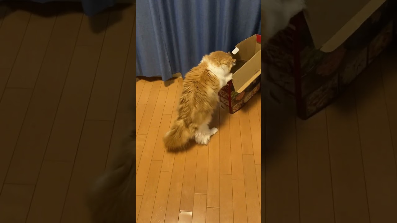 ちょっといたずら  #cat #猫のいる暮らし #アメリカンカール