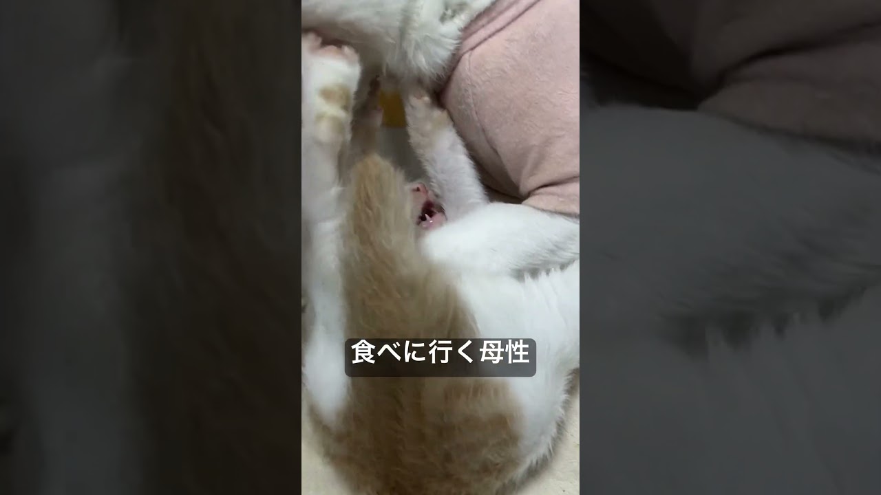 ちょいちょい子猫を食べに行くオス猫母さん  #cat  #猫  #ねこ  #保護猫 #cute #猫のいる暮らし #kitten #子猫 #こねこ #shorts