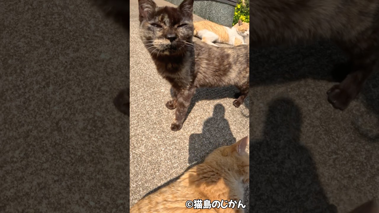 ネコ集合 #shorts #猫 #cat #cats