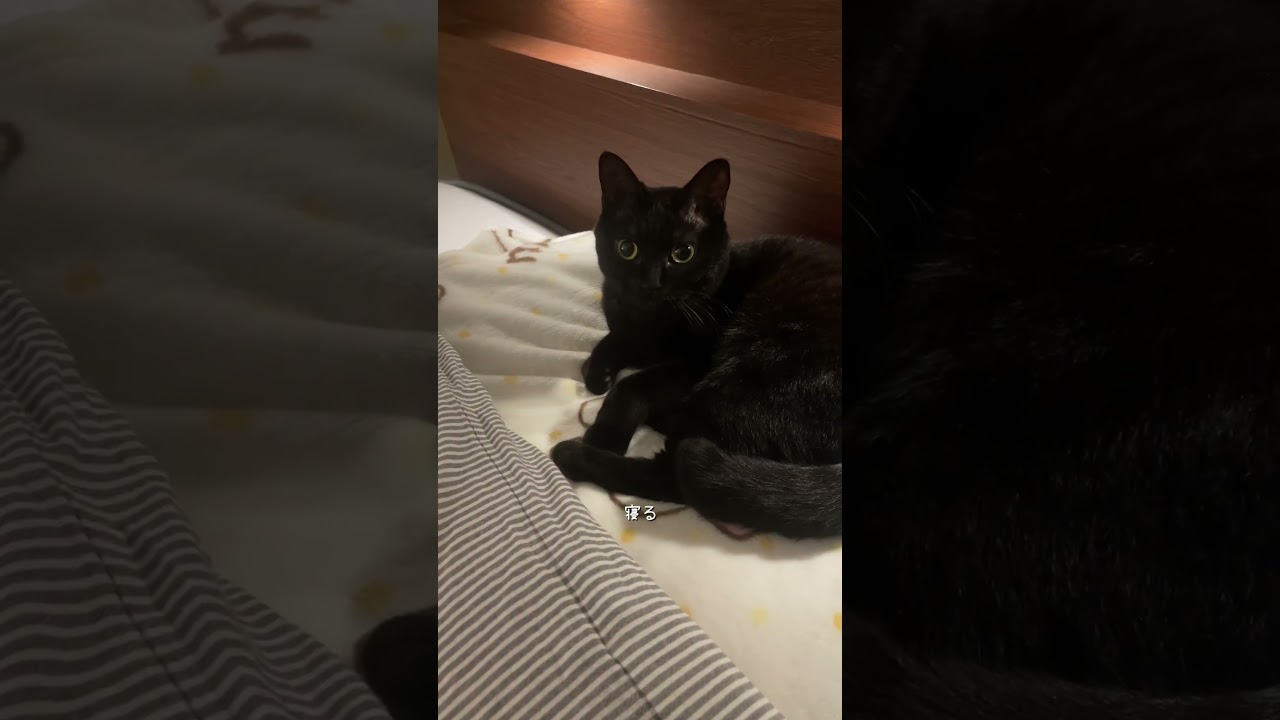 一緒に寝ましょう #猫 #cat