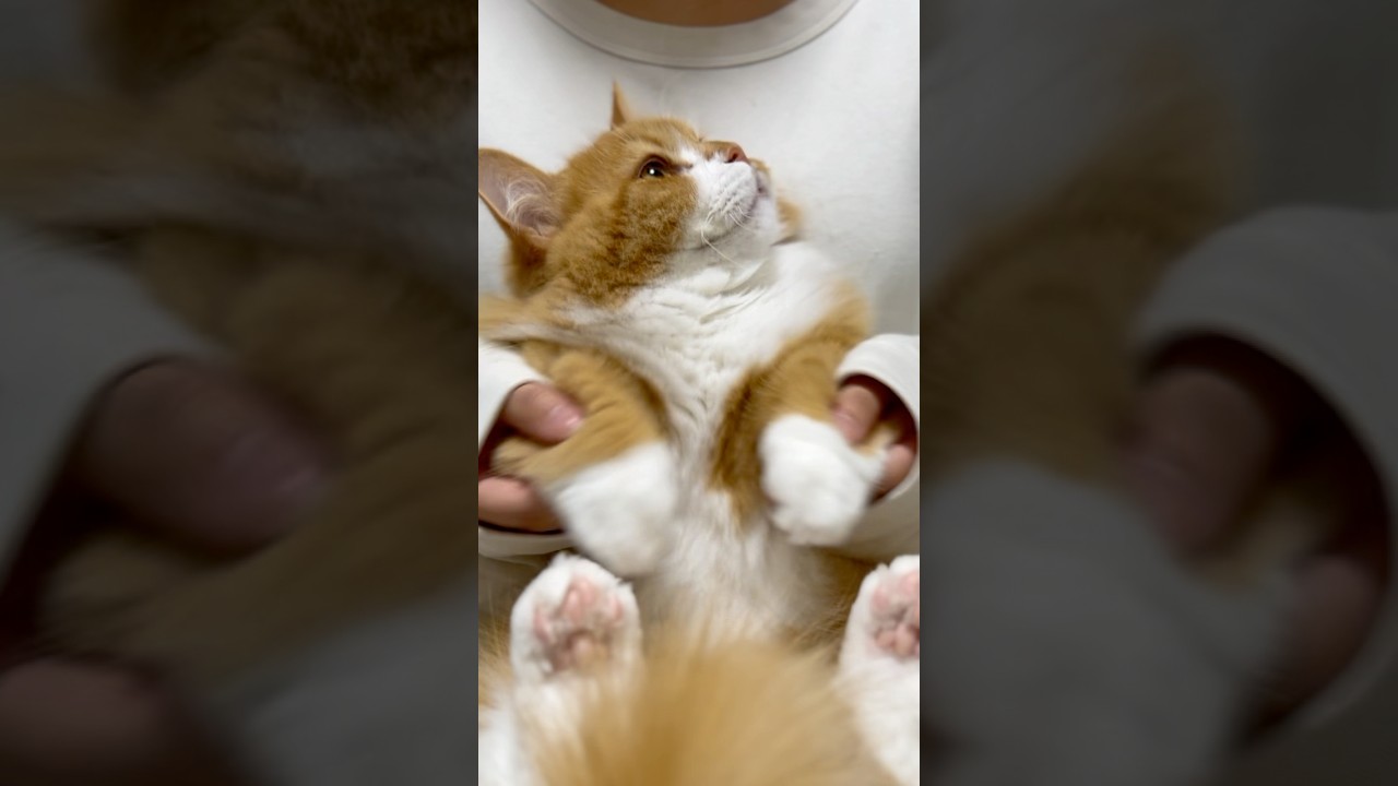 ママを見つめながら踊ります🥺 #shorts #猫 #マンチカン #短足マンチカン #cat #munchkin