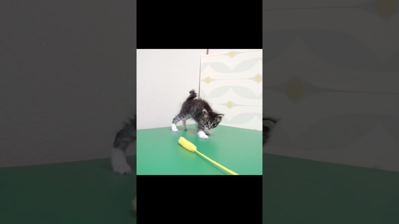 子猫の本能が目覚め始めた？【赤ちゃん猫　保護猫】 #gatto #kitten #子ネコ #cat #meow