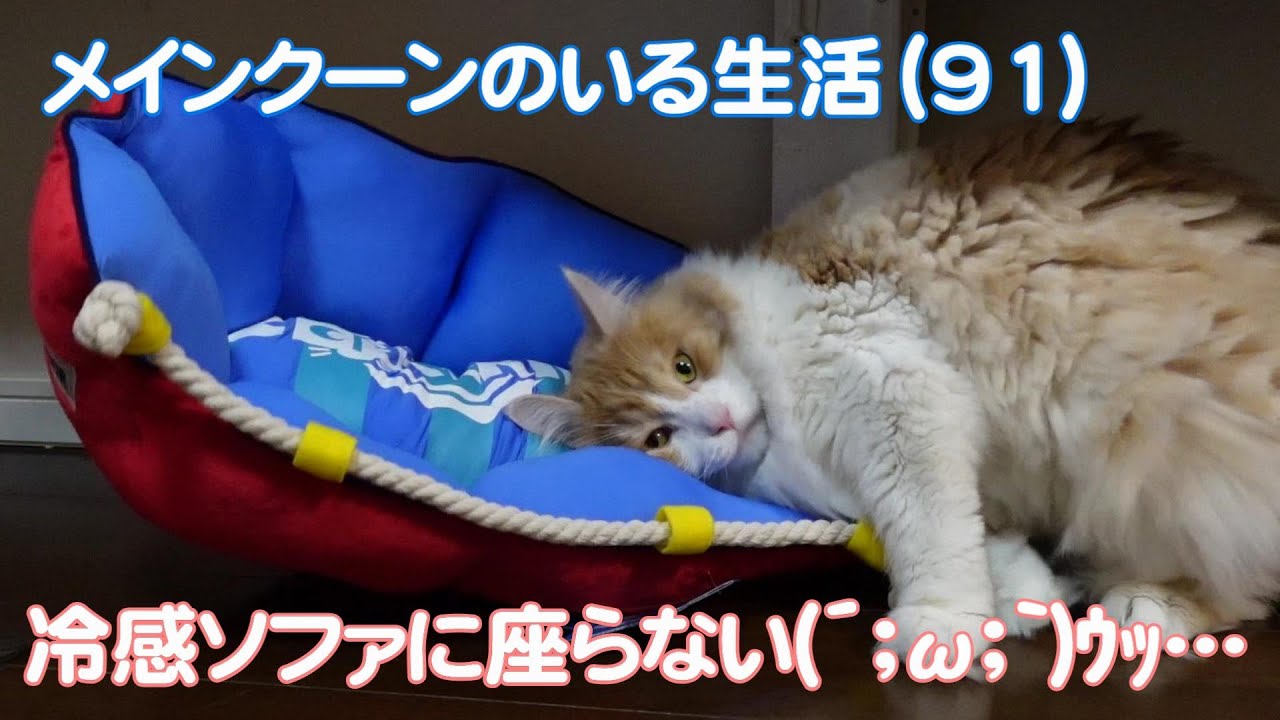 【メインクーンのいる生活91】冷感ソファを買ってみた！