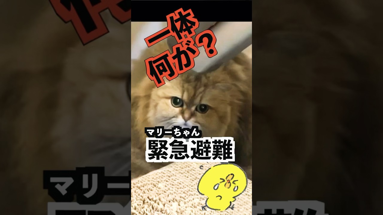 ペルシャ猫のマリーちゃん、椅子の後ろで震える😱#ペルシャ猫 #もふもふ#猫#ねこ #掃除機