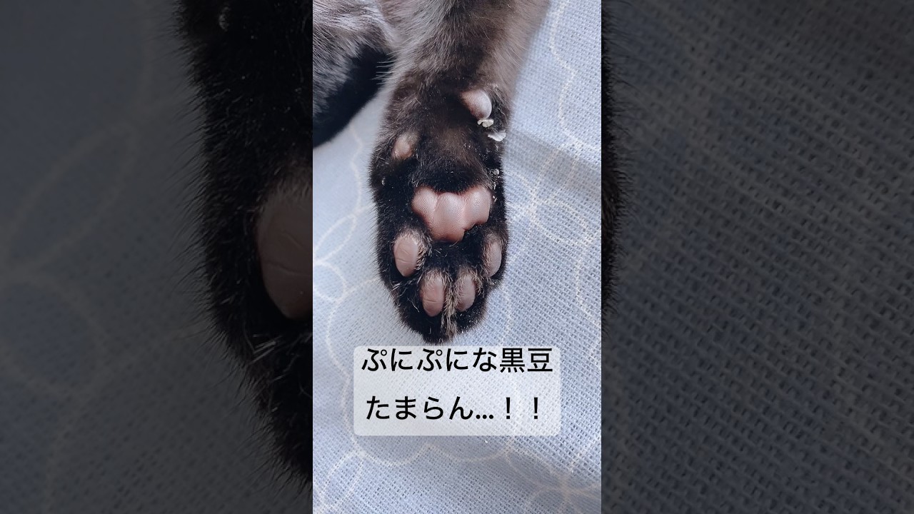 子猫の肉球をこっそり観察していたら… #黒猫 #ボンベイ #猫のいる暮らし #ねこ #cat #bombay #猫 #猫のいる生活 #猫動画