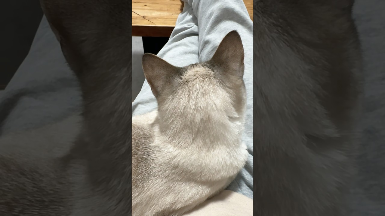 後頭部猫！　#シャムトラ #元保護猫 #シャムミックス  #cat #猫耳 #siamesemix