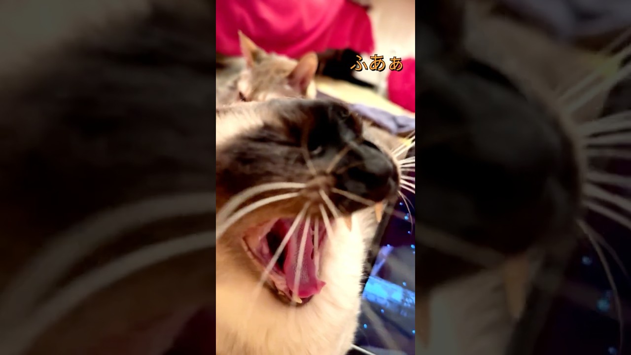 べっちょり舐め癖が残るほどペロペロしてたぬき猫に立ち去られちゃうシンガプーラなのにゃ♪ #cat #シンガプーラ #トンキニーズ#たぬき猫#singapura#tonkinese