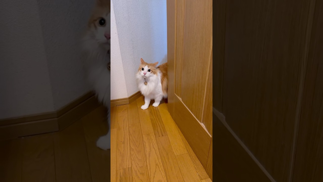 トイレ中に遊んで！と言う猫#shorts 【マリー（メインクーン）】