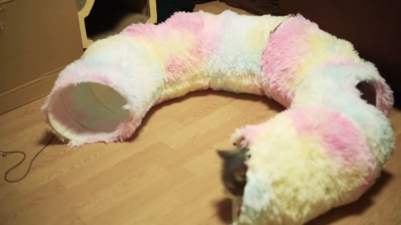 #vlog  ざらめちゃんとの家族記念日 3周年！🎀😸💖✨ Our 3rd Family Anniversary With Zaramé!🎀😸💖✨