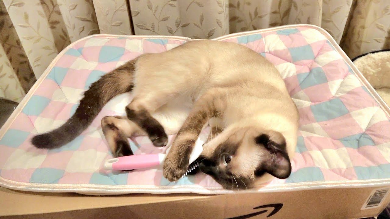 ブラシを手渡したら誤って3回落下させ焦るシャム猫😁🪥