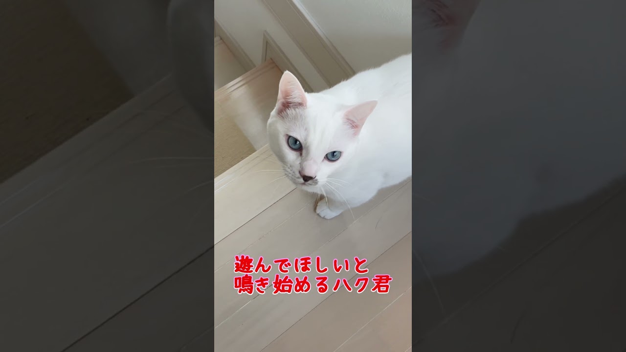 子猫の頃から遊んでほしい時のアピールが可愛いすぎる弟猫