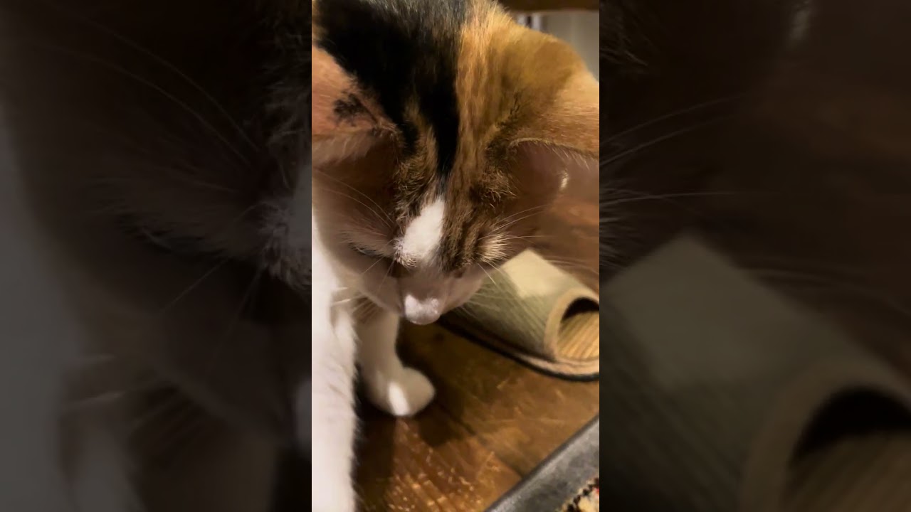 お魚咥えたミコ #shorts  #cat #三毛猫 #ねこ