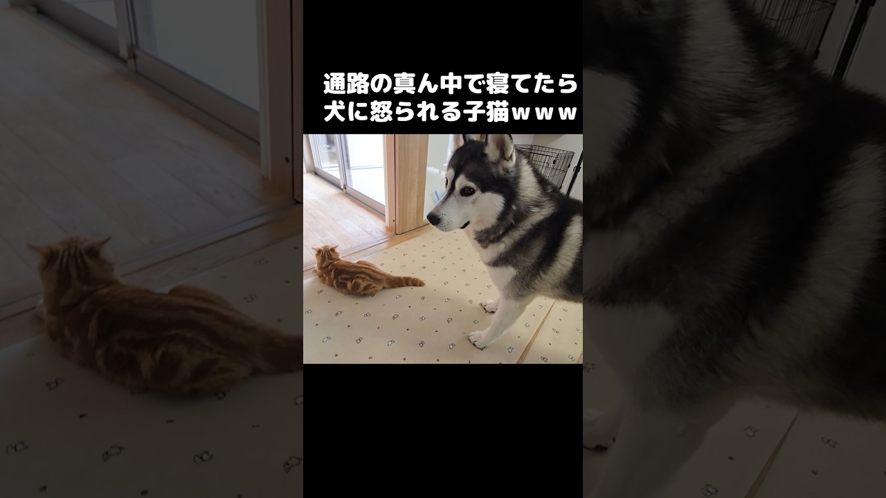 犬に怒られる子猫...笑 Kitten got scolded by the dog…