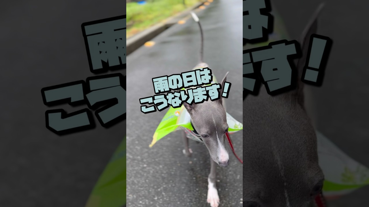【多頭飼いの日常】雨の日のペットグッズを手作りしてみた
