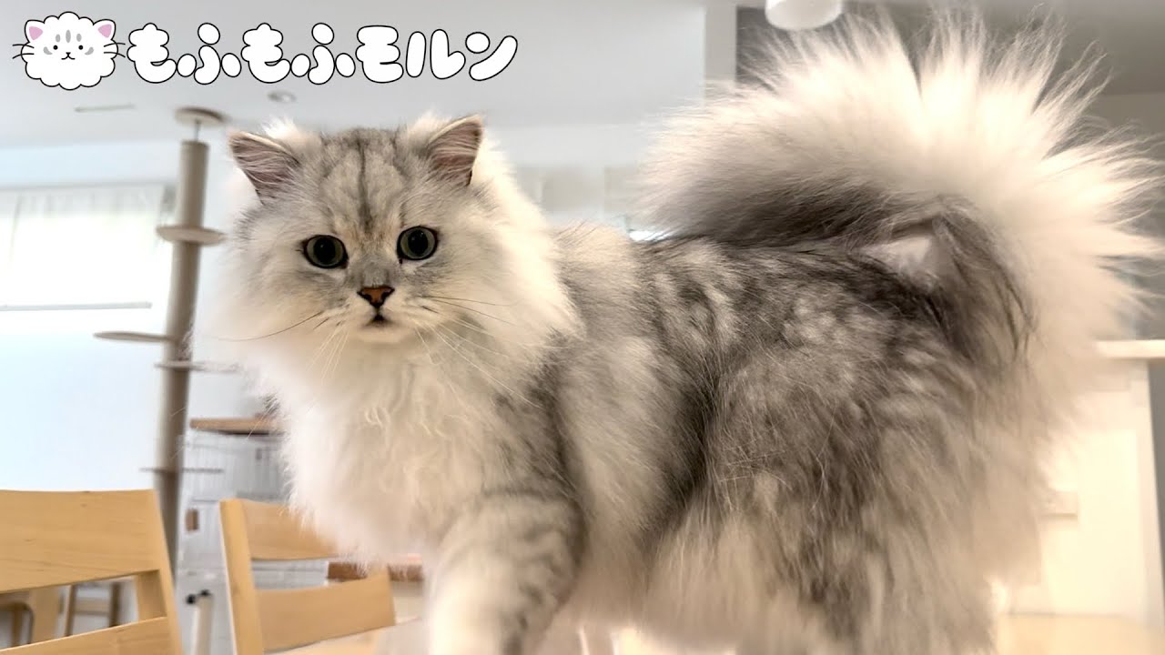 猫の尻尾に注目してみると… 【サイベリアン】